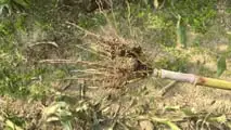 Seminart: la raccolta del sorgo Toretto seminato da Giulia