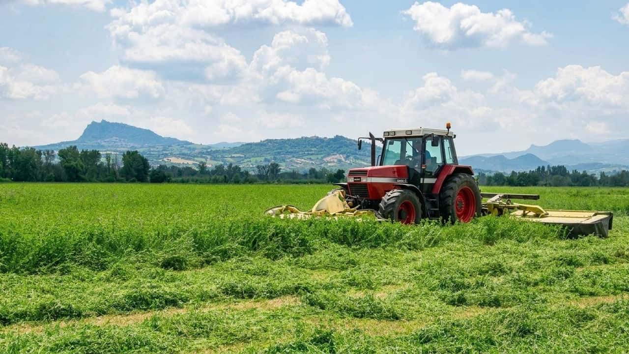 il-vero-costo-di-togliere-lerba-medica-dal-parmigiano