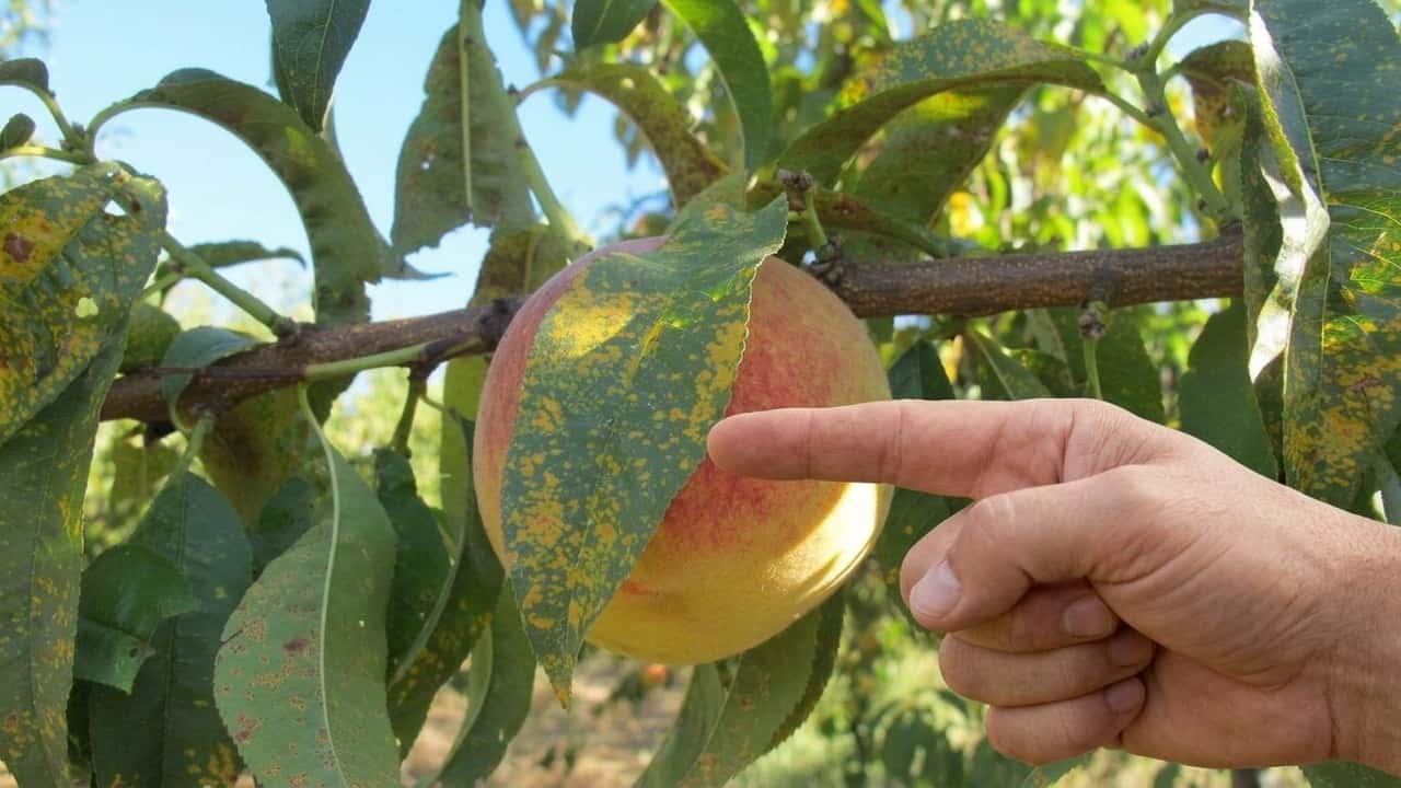 ruggine-a-fine-estate-perche-peschi-e-susini-pagano-il-conto
