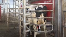 Biometano per automobili: dal letame il pieno in azienda agricola