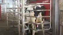Biometano per automobili: dal letame il pieno in azienda agricola