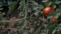 oncimazione integrata modulare del pomodoro da industria 2026