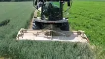 Prova varietale Seminard: dalla semina di novembre alla trinciatura, il confronto in campo tra frumento e triticale foraggeri.