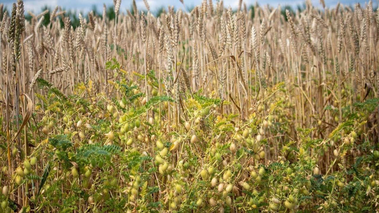 consociare-cece-e-grano-saraceno-306-ha-nella-prova-2024