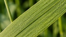 Stay green del frumento: integrare varietà, fungicidi e biostimolanti