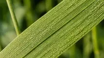 Stay green del frumento: integrare varietà, fungicidi e biostimolanti