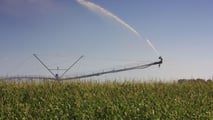 Strategie tecniche per programmare turni, volumi irrigui e scelte varietali del mais con risorsa idrica limitata in scenari di siccità 2026