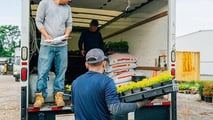 Popillia japonica 2026: gestione pratica in azienda
