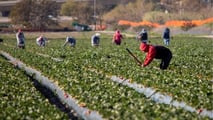 Controlli in agricoltura 2026: più ispettori contro il caporalato
