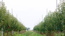 Glomerella del melo: macchine e cantieri per la lotta integrata
