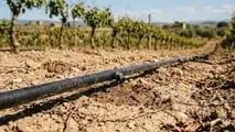 Gocciolatori autocompensanti 2026: scelta per vigneti, frutteti