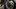 New 2019 Triumph Speed Twin 1200