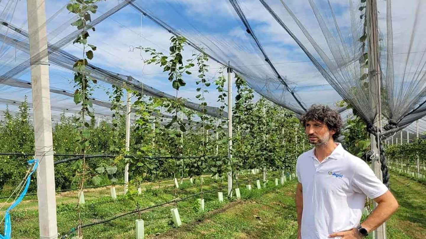 Kiwi giallo Jintao nel ferrarese, numeri e gestione in campo