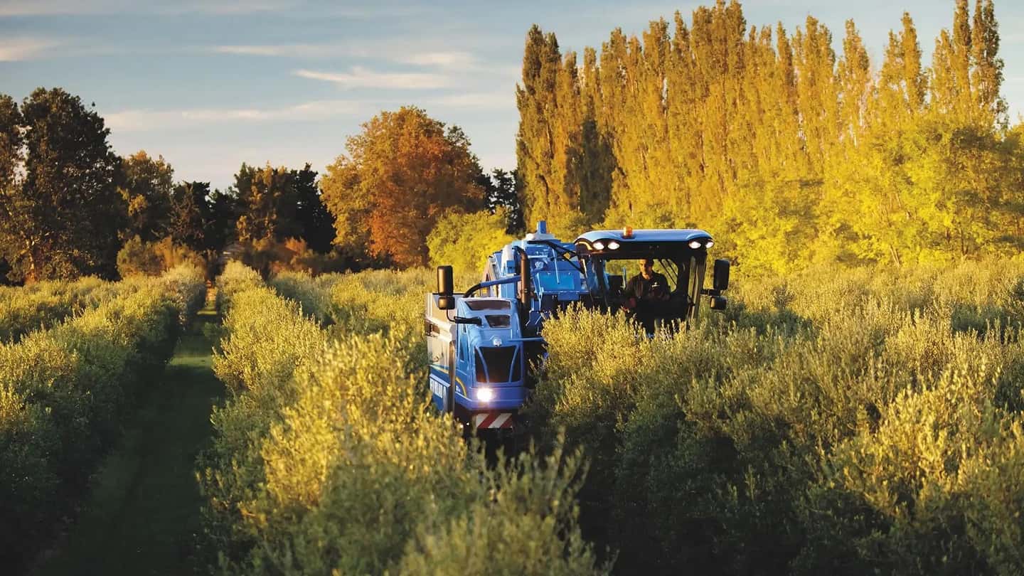 Olive, raccolta meccanica all’alba e danni al frutto