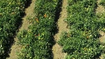 Integrare sensori, mappe satellitari, centraline connesse e dati nutrizionali nella gestione irrigua del pomodoro da industria