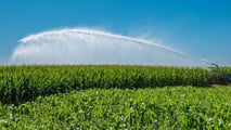 Aggiornare il calendario irriguo del mais al nuovo regime di eventi estremi per adeguare turni, priorità e decisioni aziendali alle condizioni meteo locali
