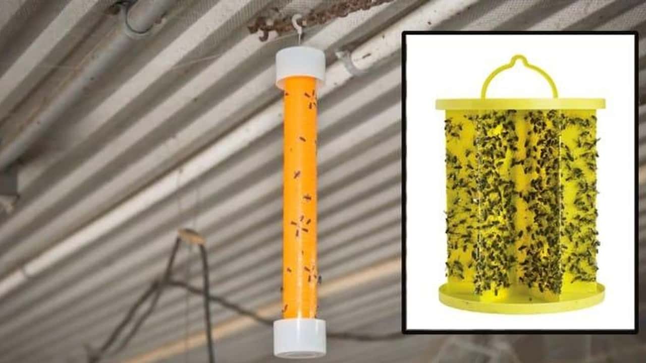 Guida pratica alla scelta, al posizionamento e alla gestione operativa delle trappole biologiche per mosche nelle stalle bovine