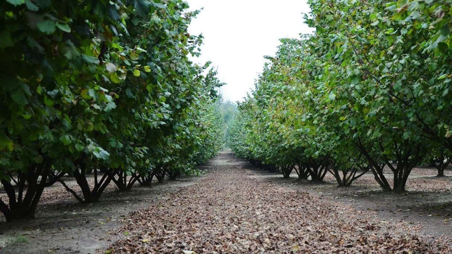 Nocciole 2026 in Piemonte, raccolta anticipata e prezzi