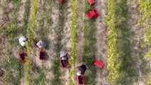 Contributi agricoltura 2026: tutte le aliquote aggiornate