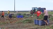 oucher lavoro agricolo 2026: regole, limiti e uso in azienda