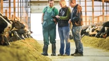 Individuare l’estro bovino: strategie tra comportamento e sensori