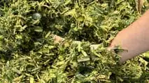 Seminart: la raccolta del sorgo Toretto seminato da Giulia