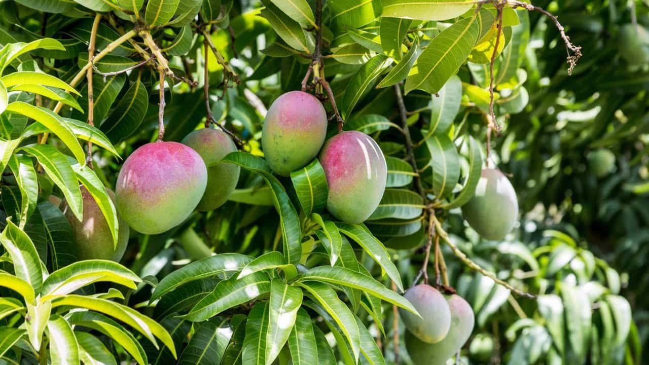 Agricoltura Italiana: cambia con clima e meteo?