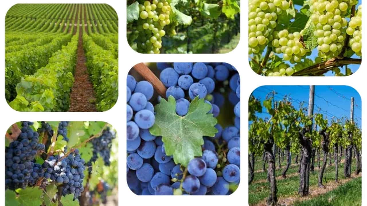 Ascenza verso Enovitis in Campo 2025