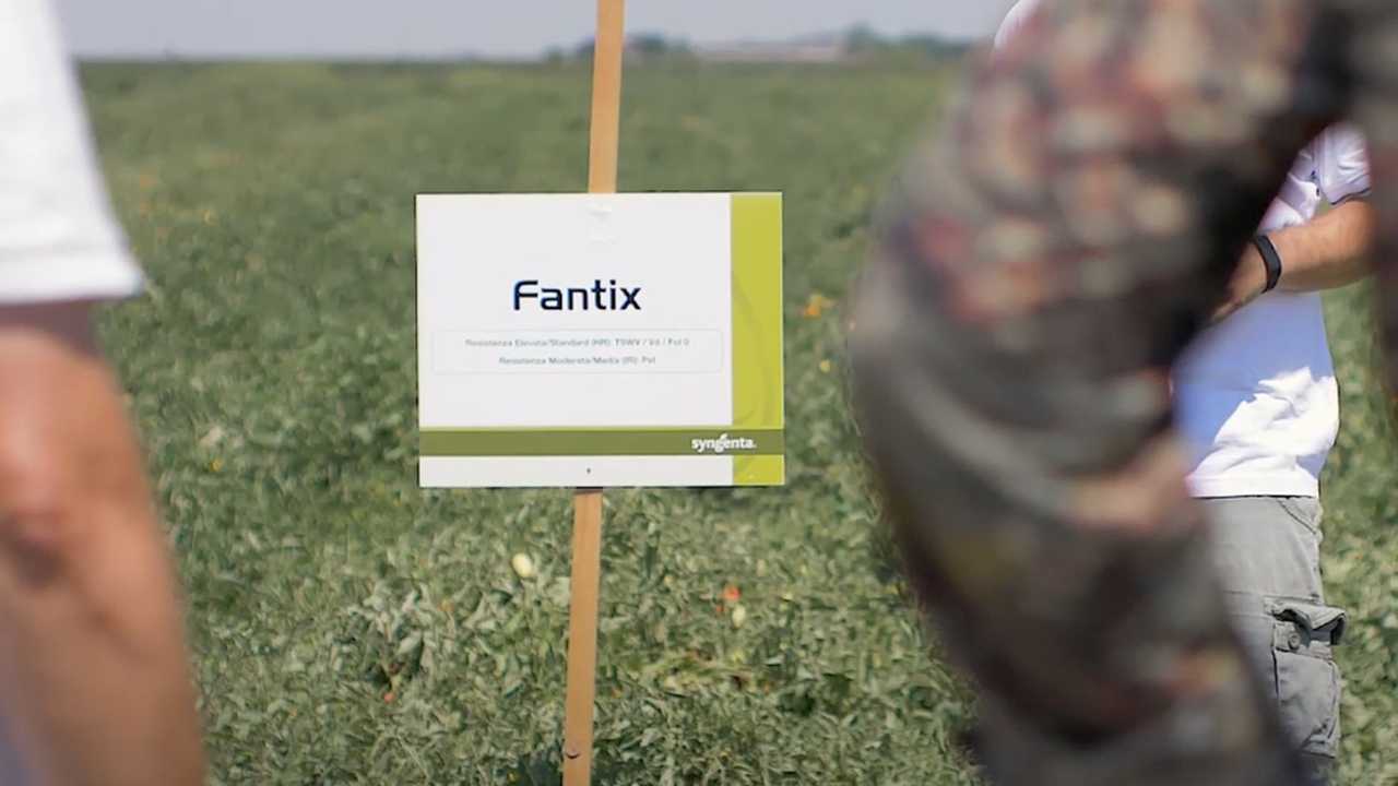 Pomodoro da industria Fantix di Syngenta