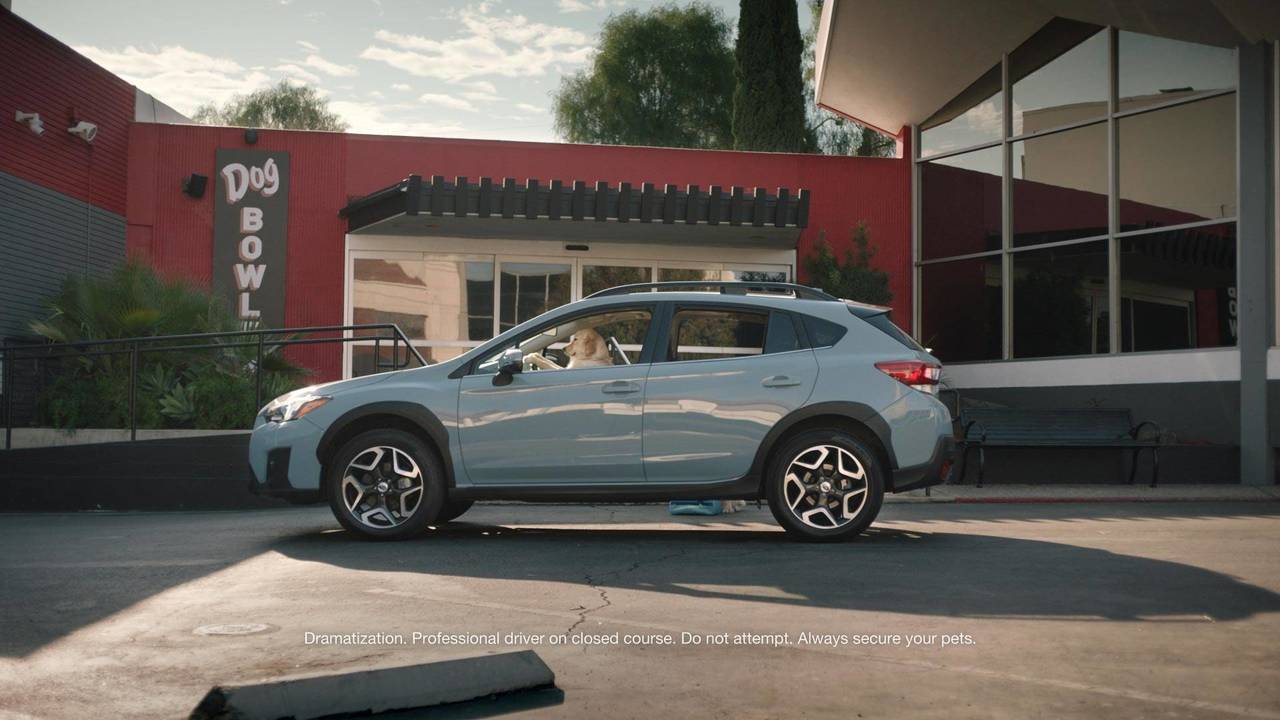 what kind of dog is in the new subaru commercial