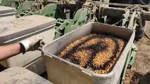 Seminatrice Kinze strip tillage