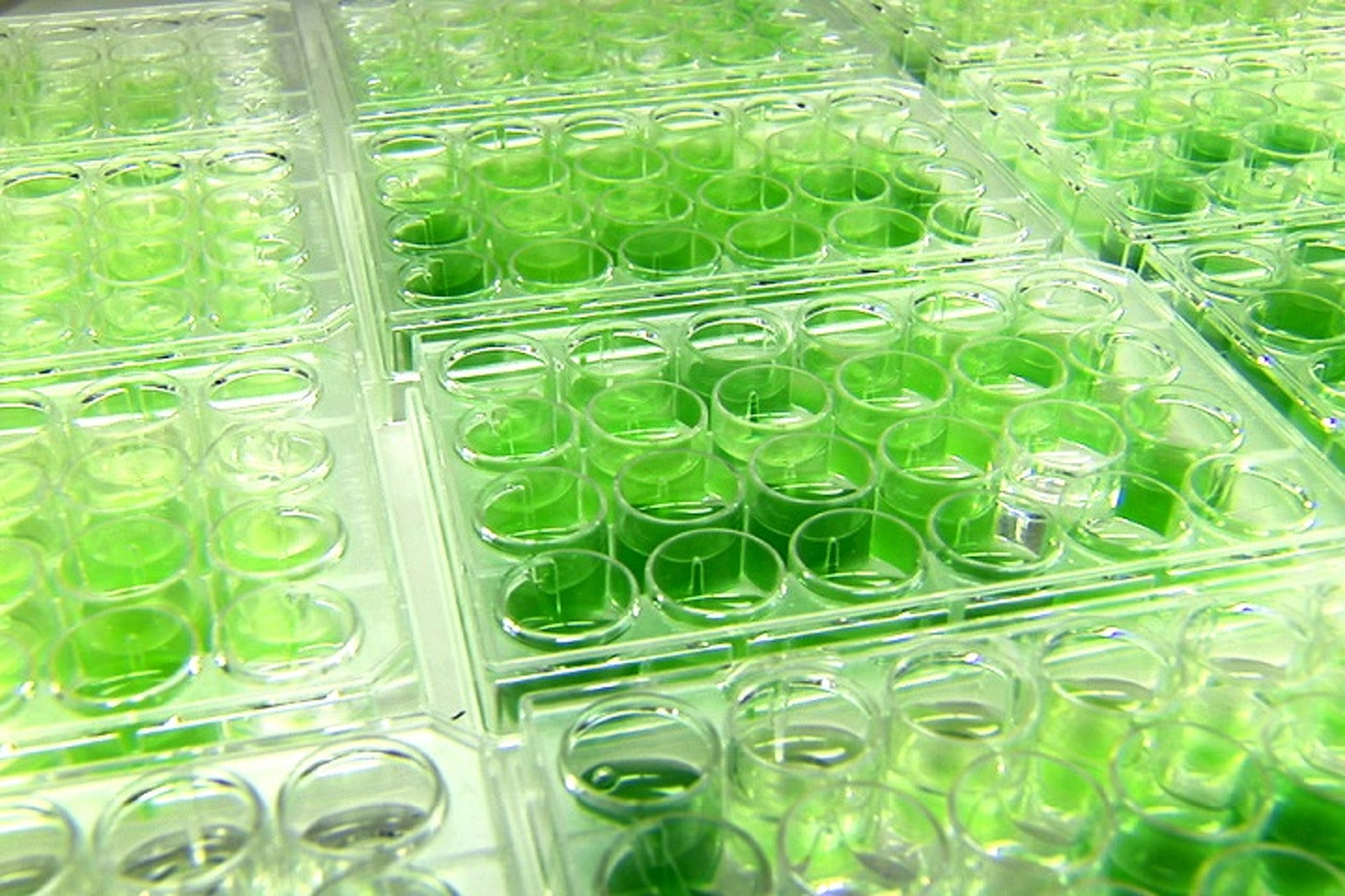 Could Cars of the Future Run on Algae?