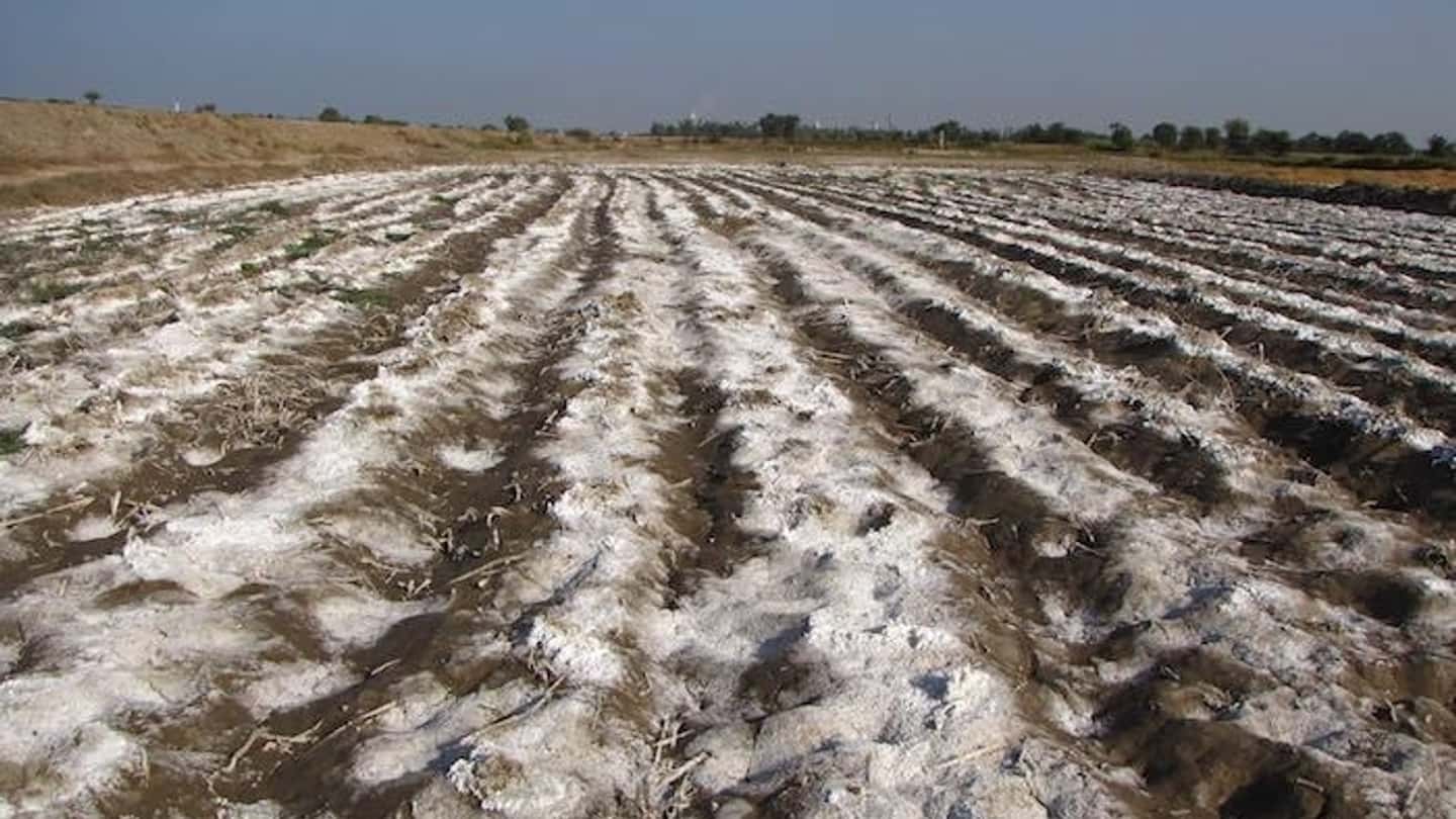 Suoli salinizzati, soluzioni agronomiche e gestione tecnica