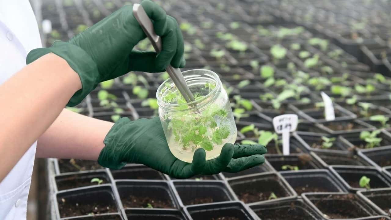 micropropagazione-perche-la-provetta-non-basta
