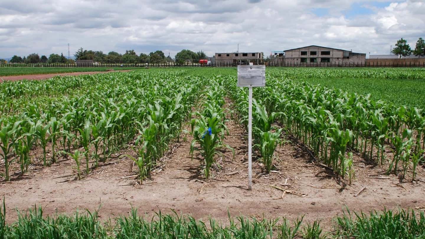 Mais resistente alla siccità e progetto Booster del CREA Lodi