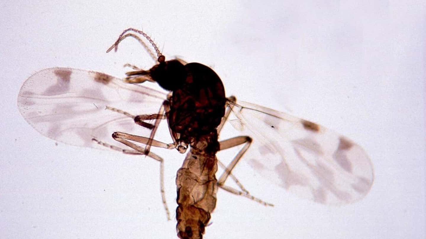 Virus Shamonda nei bovini, sintomi e rischi per gli allevamenti