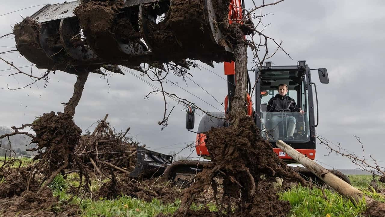 Francia-Gironda: 430 domande per riconvertire 4.400 ettari di vigne