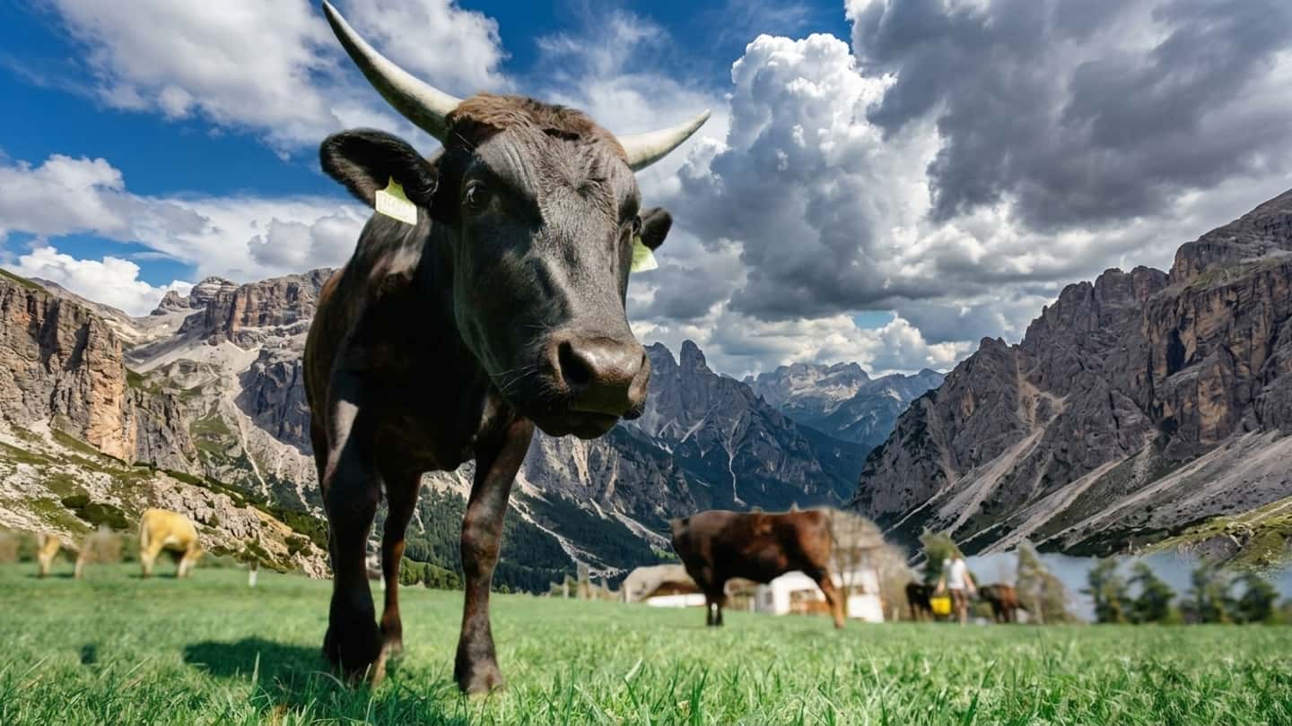 Wagyu in Alto Adige, il dettaglio che fa notizia