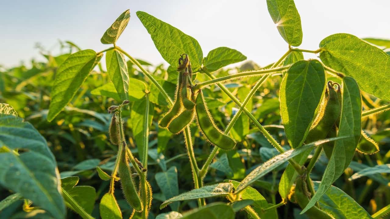 Applicare il modello 4R alla fertilizzazione della soia per pianificare fonte, dose, momento e posizione dei nutrienti riducendo le emissioni di N2O