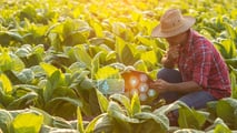 Deltafina: accordo per 15mila tonnellate di tabacco italiano