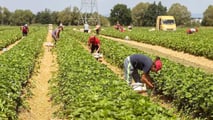 Controlli in agricoltura 2026: più ispettori contro il caporalato