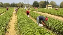 Controlli in agricoltura 2026: più ispettori contro il caporalato