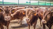 Coltiva Italia: 1 miliardo per cereali, carne e olive