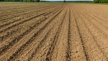 Diserbo integrato del girasole 2026 tra chimico e meccanico
