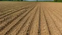 Diserbo integrato del girasole 2026 tra chimico e meccanico