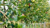 Glomerella del melo: macchine e cantieri per la lotta integrata
