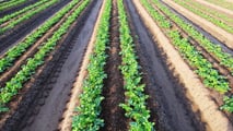 Biostimolanti e adattamento climatico nelle aziende ortofrutticole