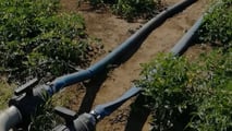 Pomodoro da industria sostenibile: irrigazione, suolo e meccanizzazione