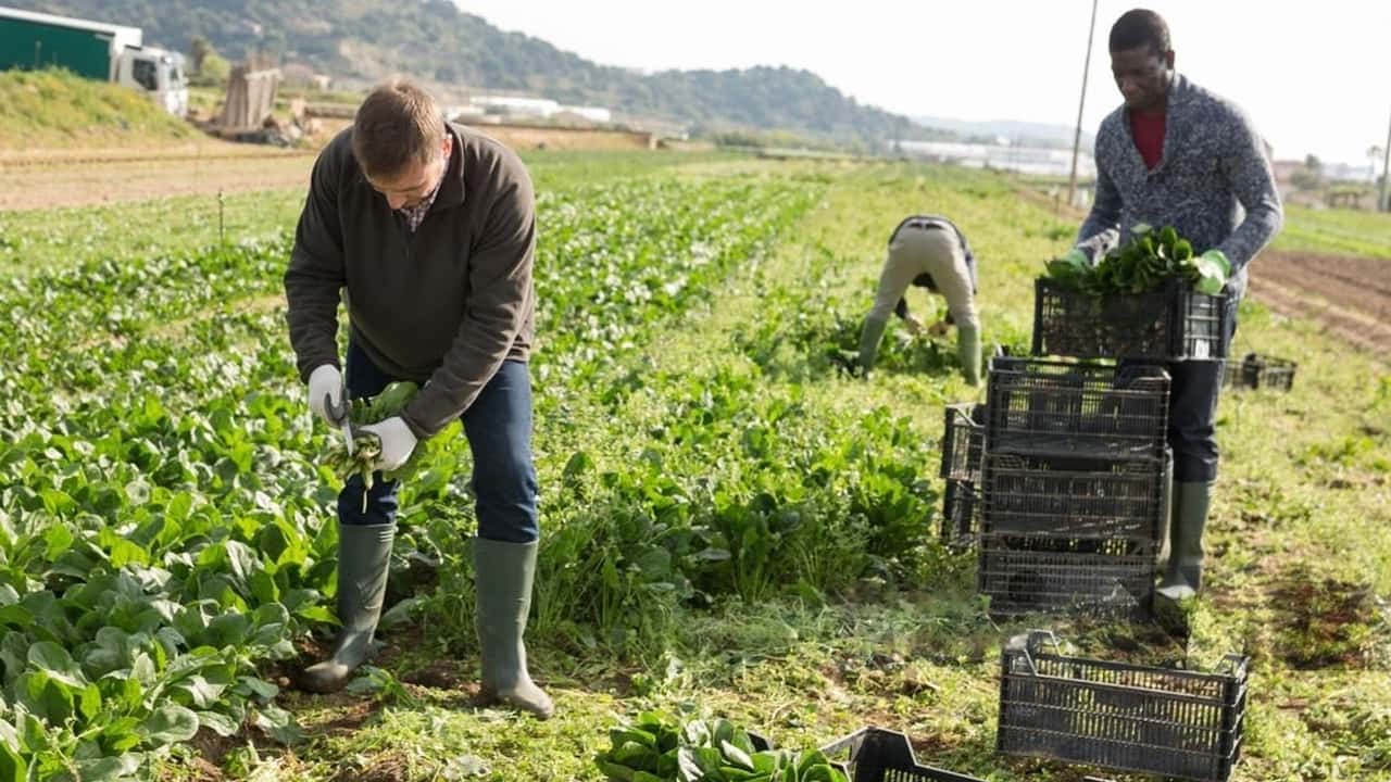 Lavoro agricolo stagionale: 18 marzo i click day del 2024 per 151mila ingress