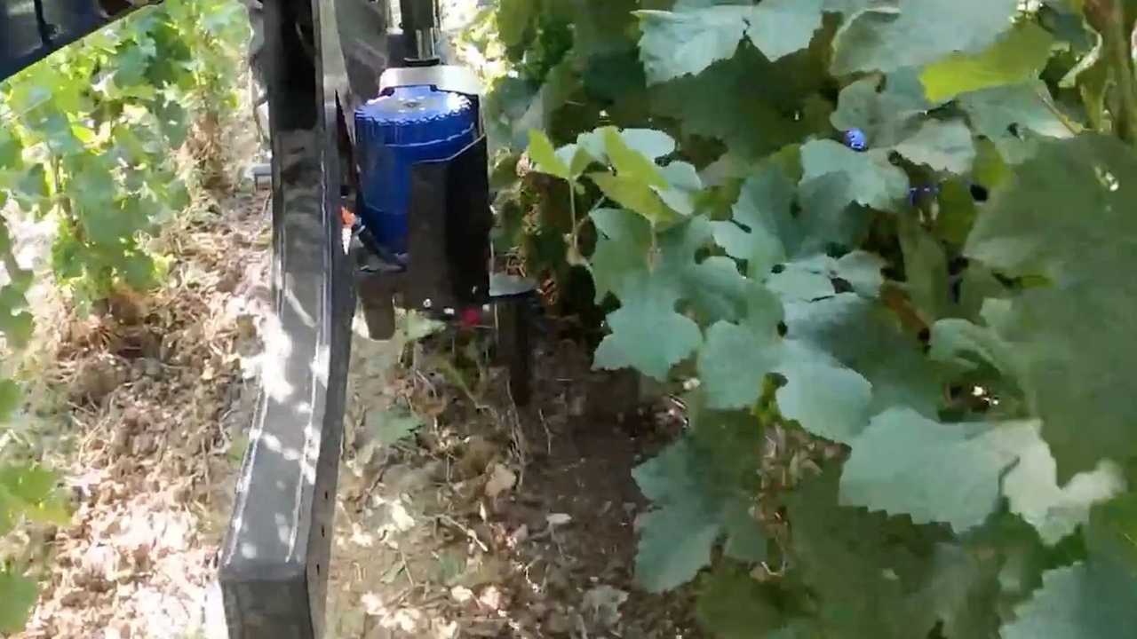 Bakus di Vitibot-SDF: il robot per la vigna inizia a piacere davvero